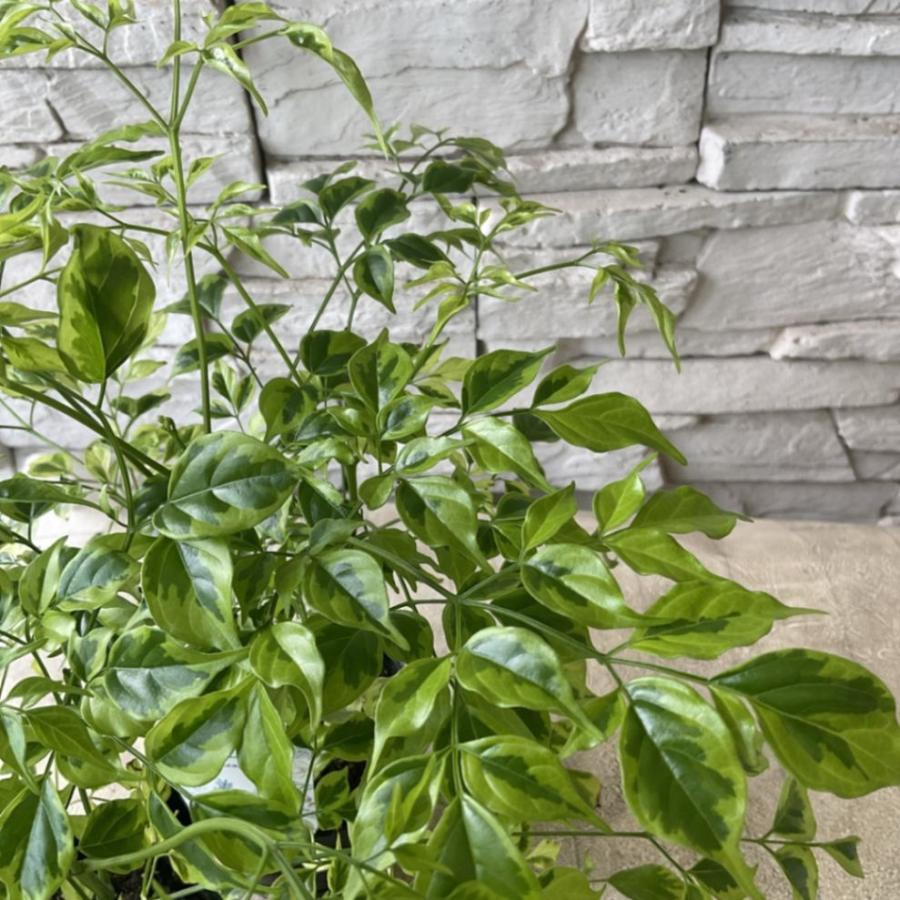【観葉植物】ステレオスペルマム　レモンライム ３寸ポット