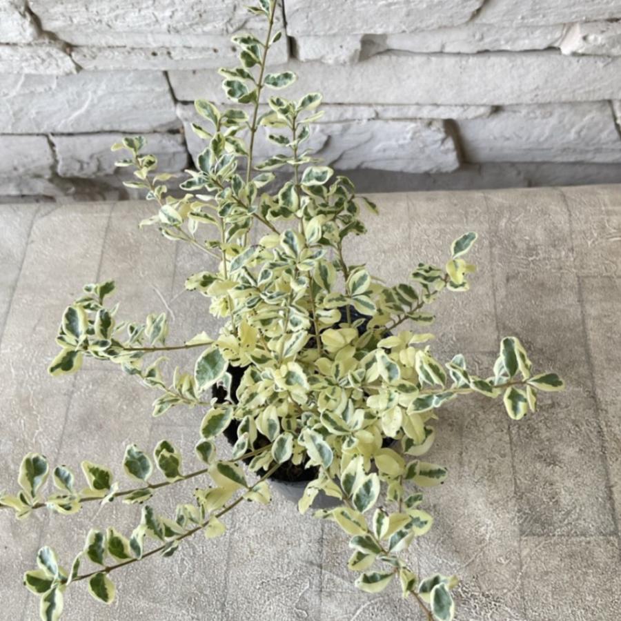 プリペット カスタードリップル : shopooo by GMO - 通販 - Yahoo!ショッピング