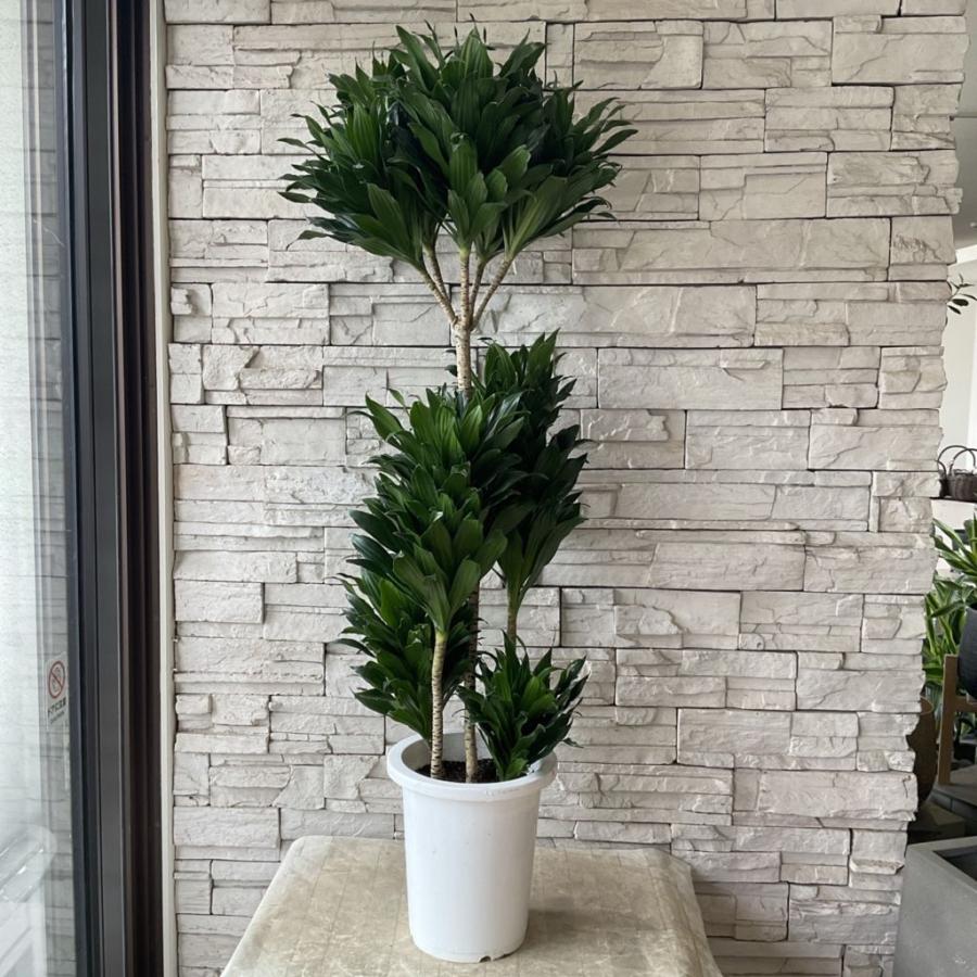 送料無料】【観葉植物】ドラセナコンパクタ 8号鉢 : shopooo by GMO