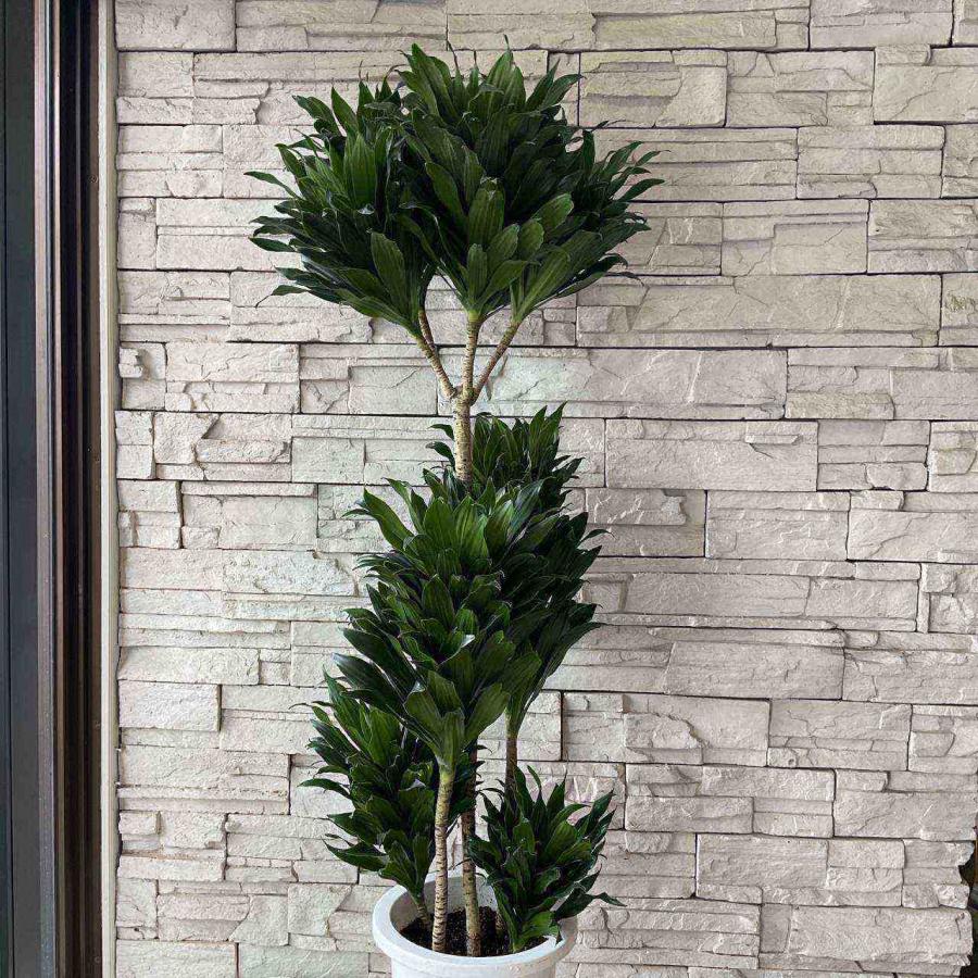 送料無料】【観葉植物】ドラセナコンパクタ 8号鉢 : shopooo by GMO