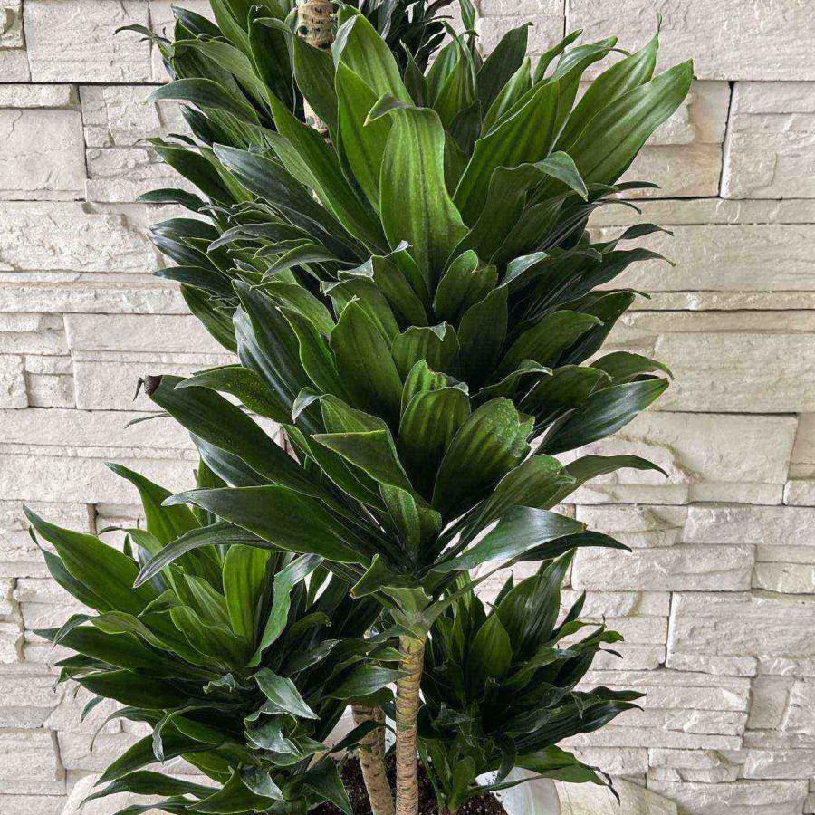 送料無料】【観葉植物】ドラセナコンパクタ 8号鉢 : shopooo by GMO