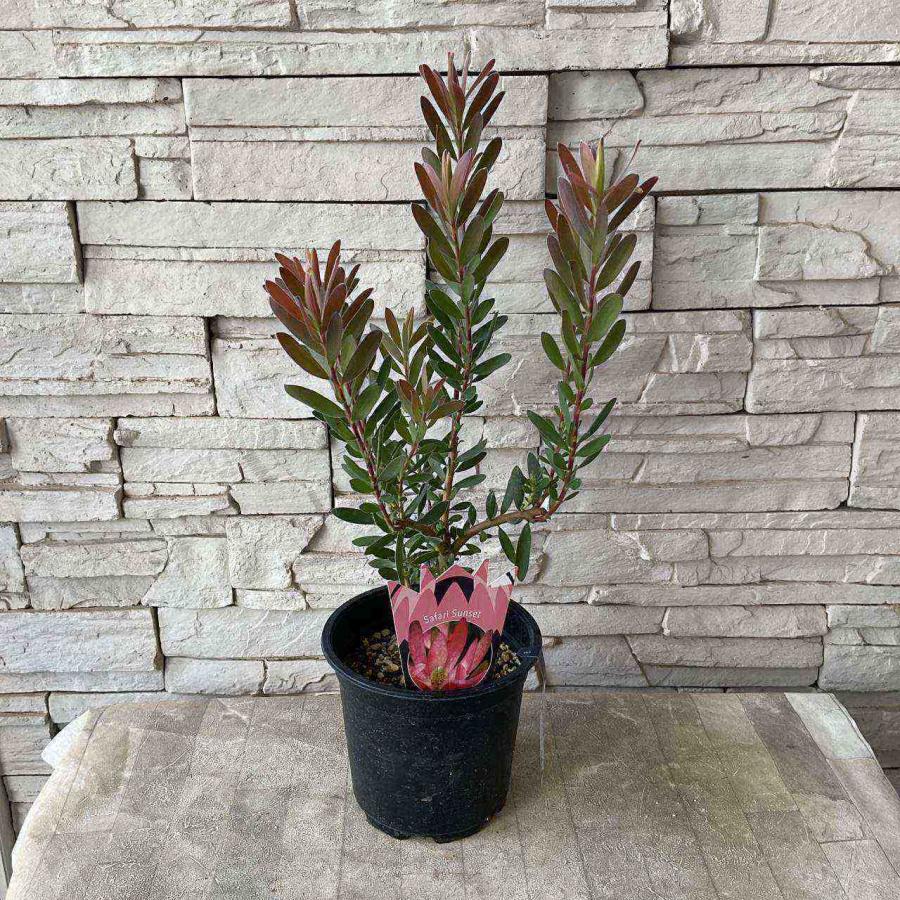 リューカデンドロン サファリサンセット 5寸ポット : shopooo