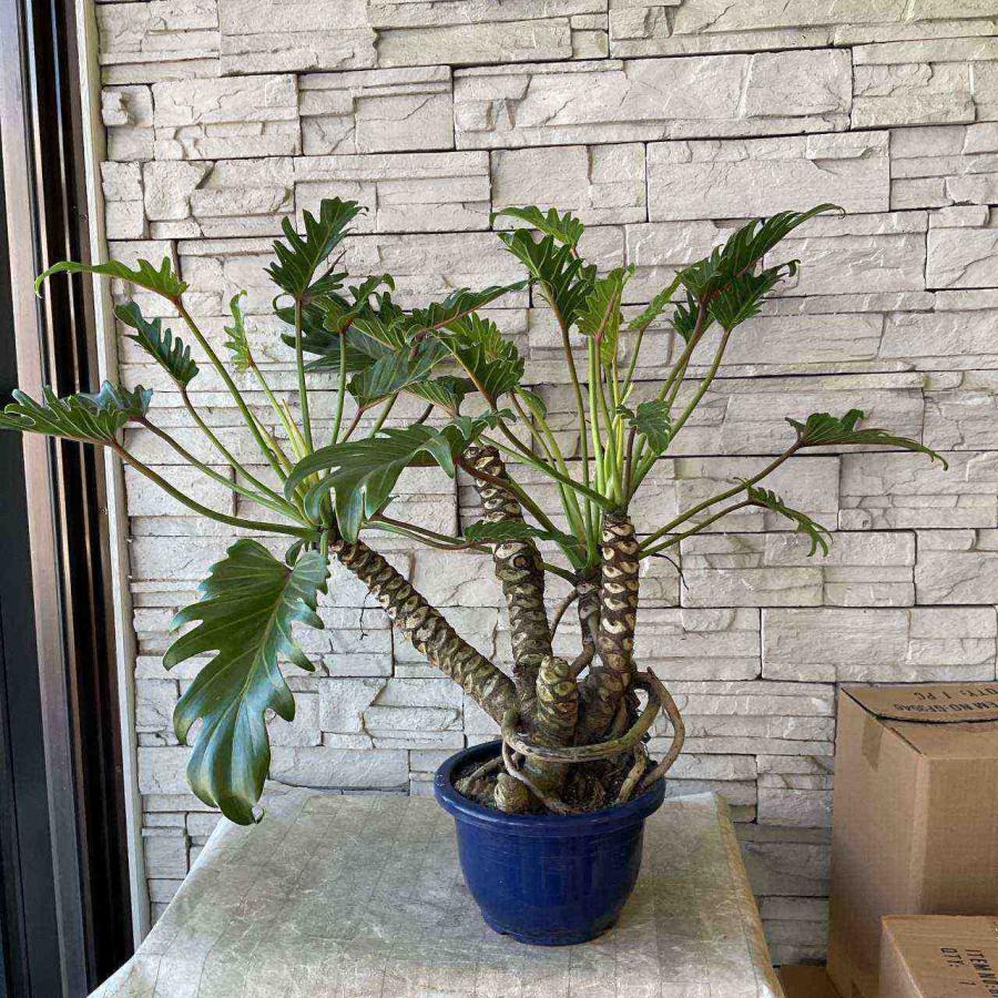 クッカバラ 鉢付き 楽天市場】限定1鉢！『フィロデンドロン・クッカバラ』Philodendron