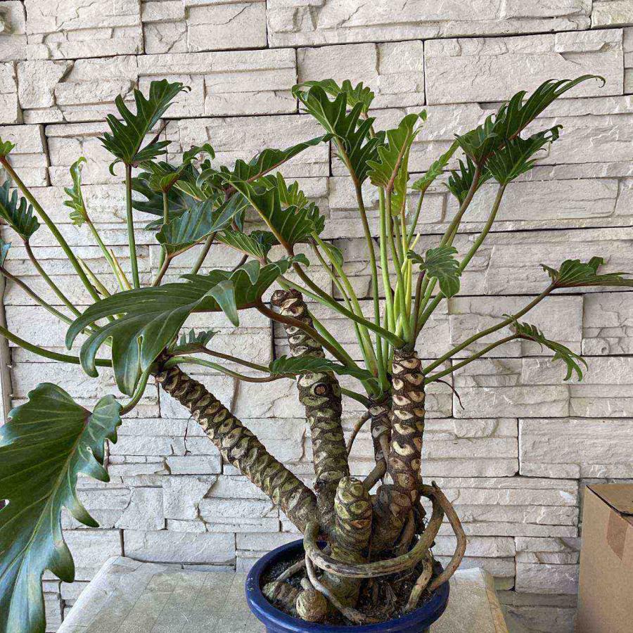 クッカバラ　♻️リユース観葉植物 送料無料】【観葉植物】クッカバラ 8寸鉢 : shopooo by GMO - 通販