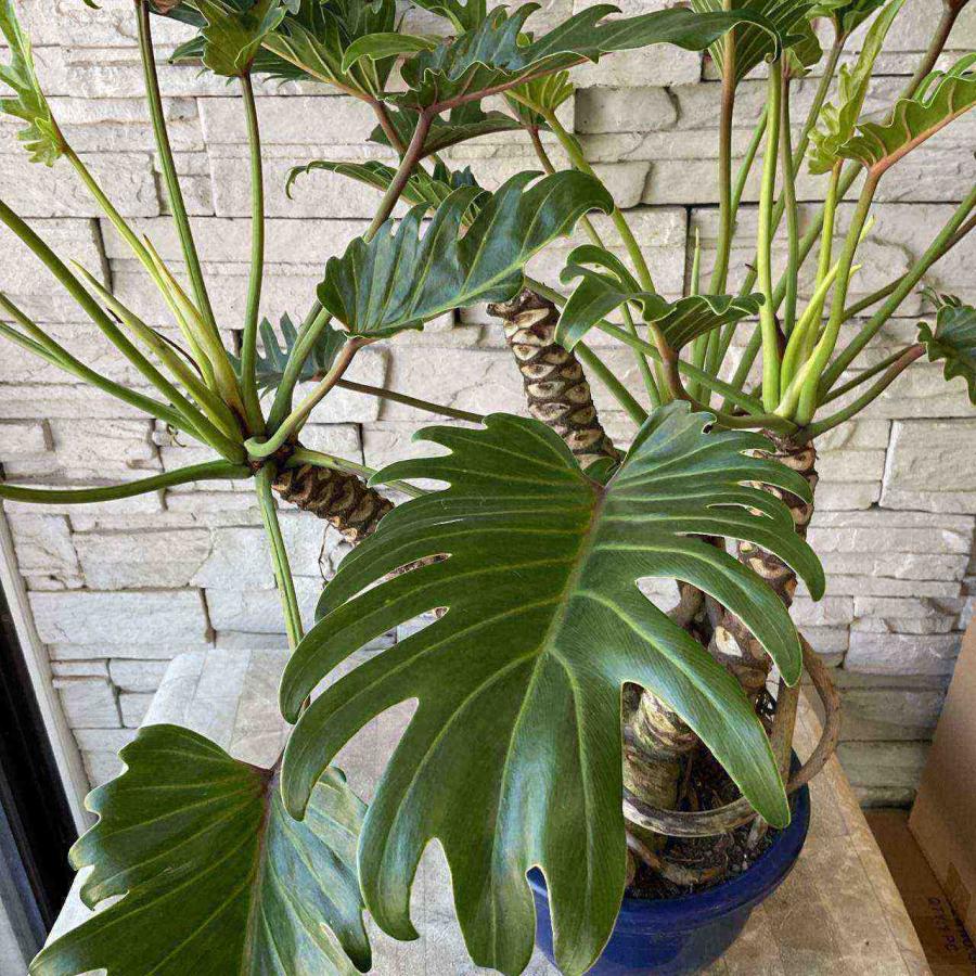 【現品】クッカバラ　幹立ち　8号　青鉢　（1） 現品】クッカバラ 幹立ち 8号 青鉢 （2） - メルカリ