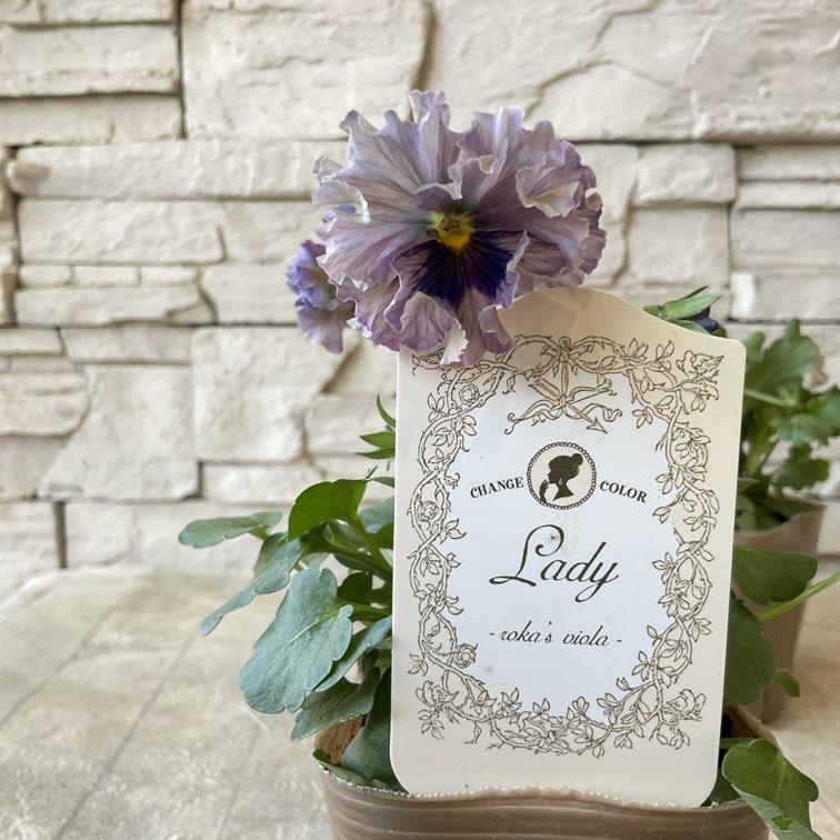 ビオラ レディ : shopooo by GMO - 通販 - Yahoo!ショッピング