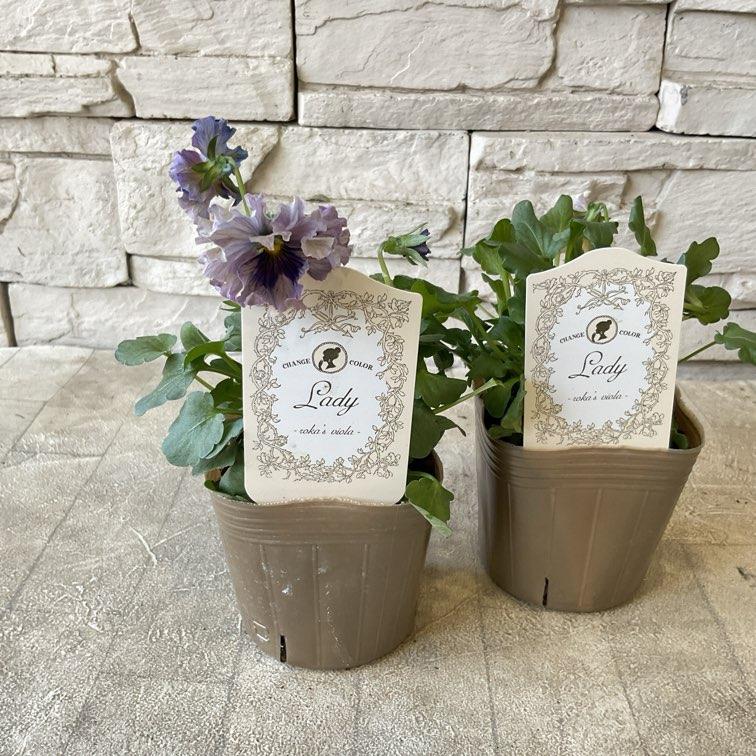 ビオラ レディ : shopooo by GMO - 通販 - Yahoo!ショッピング