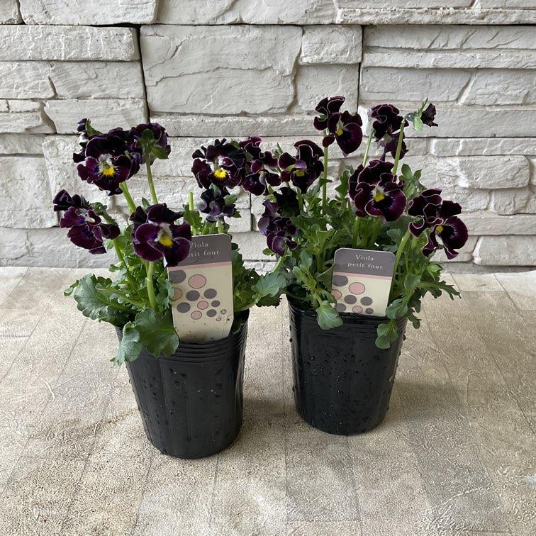 ビオラ プティフール 選べる♪3色 : shopooo by GMO - 通販 - Yahoo