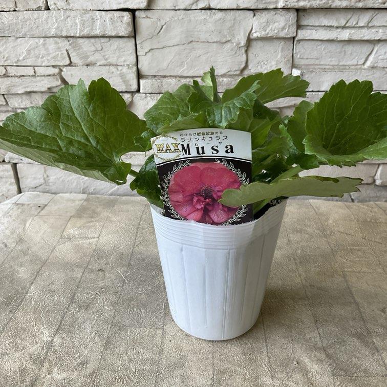 ラナンキュラス ラックスシリーズ 選べる17種 : shopooo by GMO - 通販