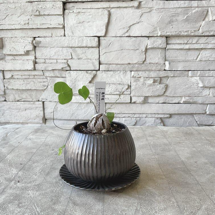 亀甲竜　6号鉢 塊根植物 亀甲竜 陶器鉢植え : shopooo by GMO - 通販 - Yahoo