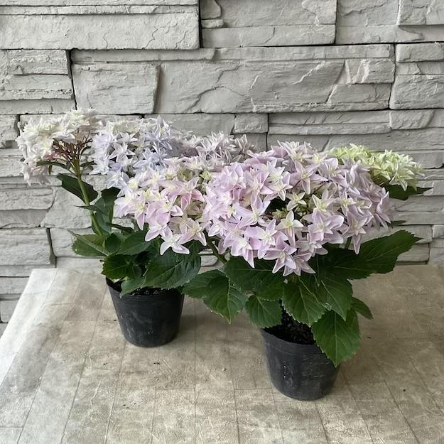 見切品】紫陽花 ハイドランジア ダブルダッチ エダム 選べる2色