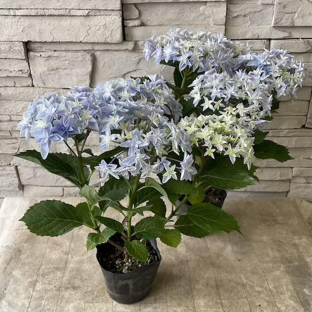 見切品】紫陽花 ハイドランジア ダブルダッチ エダム 選べる2色