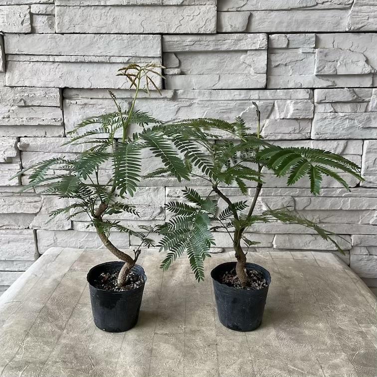 観葉植物】 エバーフレッシュ 盆栽仕立て : shopooo by GMO - 通販
