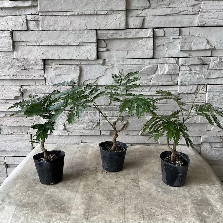 観葉植物】 エバーフレッシュ 盆栽仕立て : shopooo by GMO - 通販