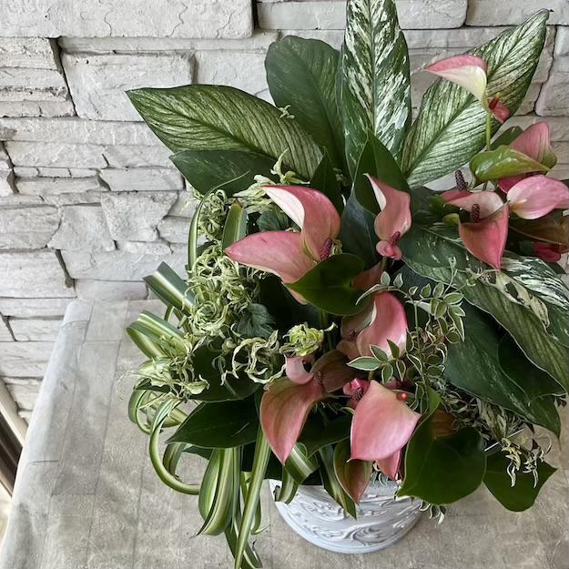 寄せ植え完成品】室内で楽しむアンスリウムの寄せ植え : shopooo by