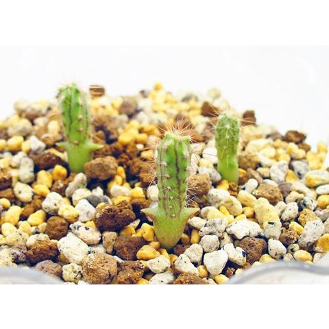 サボテン・多肉植物の培養土 約10L 園芸用土 サボテン・多肉植物の培養土 約10L 園芸用土