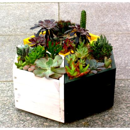 サボテン・多肉植物の培養土 約10L : shopooo by GMO - 通販 - Yahoo