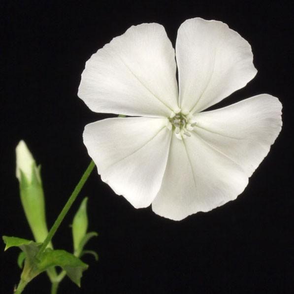 白花フシグロセンノウ