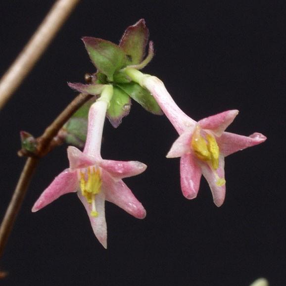 ウグイスカグラ : shopooo by GMO - 通販 - Yahoo!ショッピング