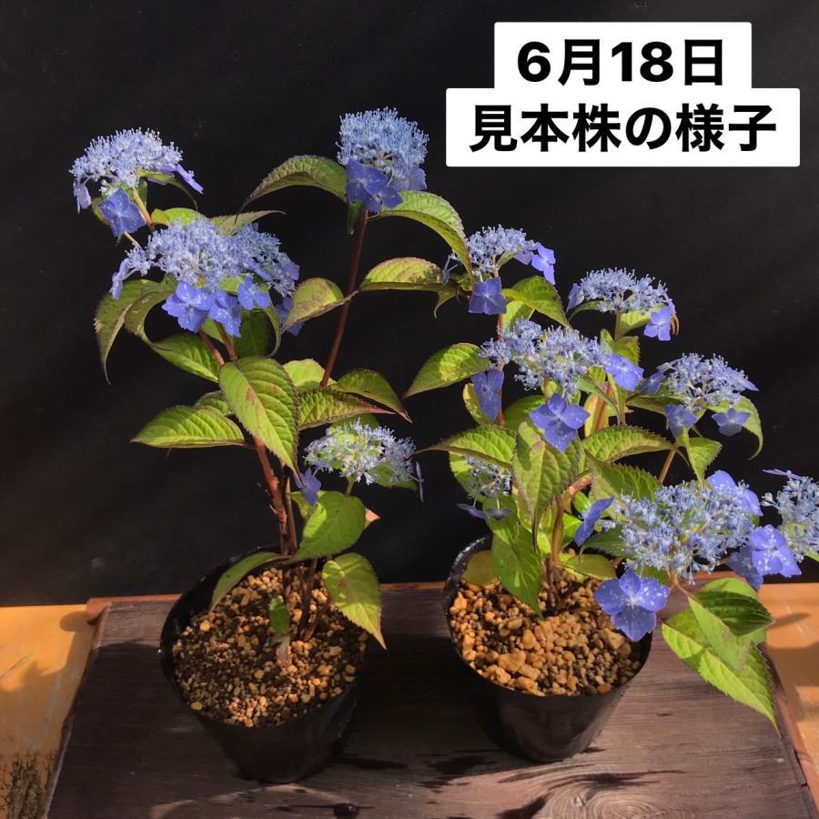 稀少ヤマアジサイ 苗 星の雫 山アジサイ 星のしずく R8年花芽無し