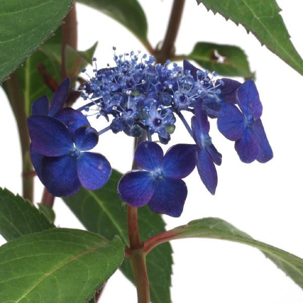 ヤマアジサイ七変化 1 Hekizanen 729 Shopooo By Gmo 通販 Yahoo ショッピング