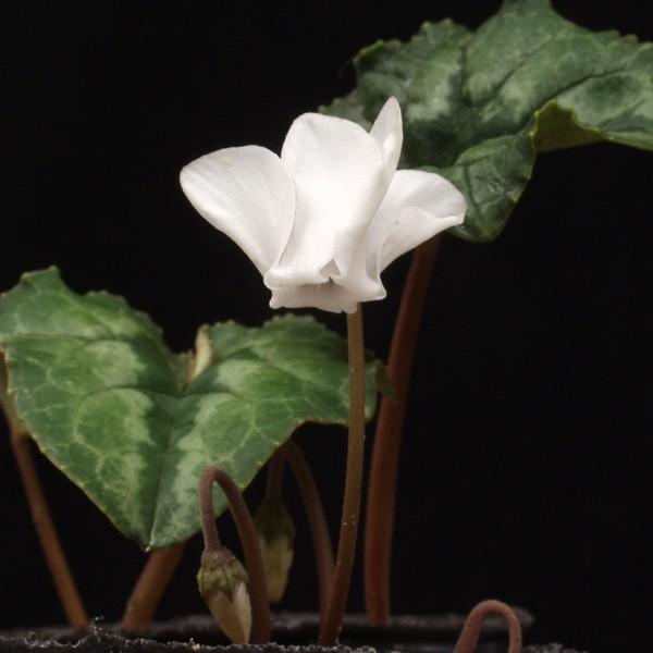 原種シクラメンヘデリフォリウム 白 by GMO 通販 Yahoo!ショッピング