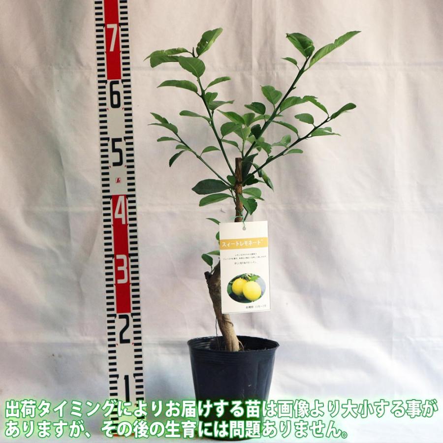 レモン スイートレモネード【果樹苗／15cmポット接木苗】 : shopooo by