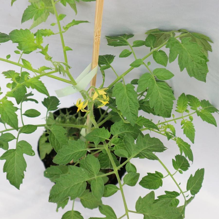 送料無料 即出荷 アイコ プラム型ミニトマト 接ぎ木大苗 野菜苗 接木苗15cmポット 1個 ミニトマト苗 みにとまと苗 家庭菜園 ガーデニング ベランダ 露地 1 Itanse 1002 Shopooo By Gmo 通販 Yahoo ショッピング