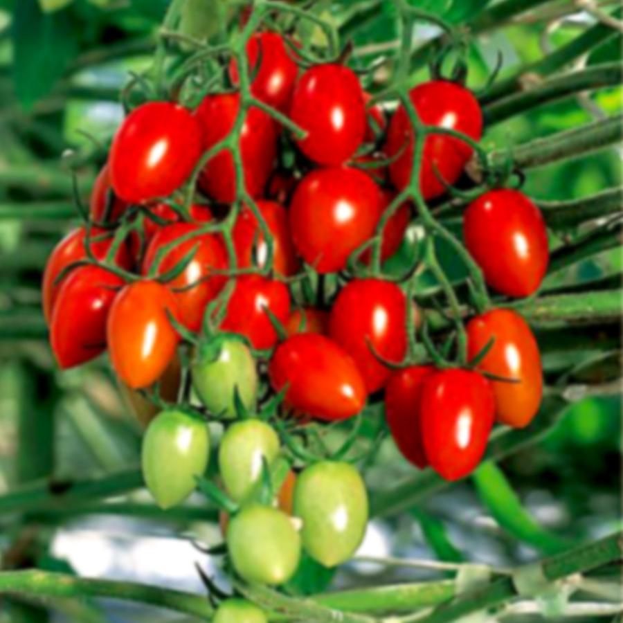 送料無料 即出荷 アイコ プラム型ミニトマト 接ぎ木大苗 野菜苗 接木苗15cmポット 1個 ミニトマト苗 みにとまと苗 家庭菜園 ガーデニング ベランダ 露地 1 Itanse 1002 Shopooo By Gmo 通販 Yahoo ショッピング