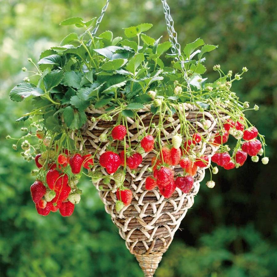 送料無料 すずなり大実いちご 野菜苗 18cmポット大苗 1個 いちご苗 イチゴ苗 苺苗 ストロベリー いちご狩り ガーデング 家庭菜園 農場 農園 露地 ベランダ 1 Itanse 1017 Shopooo By Gmo 通販 Yahoo ショッピング