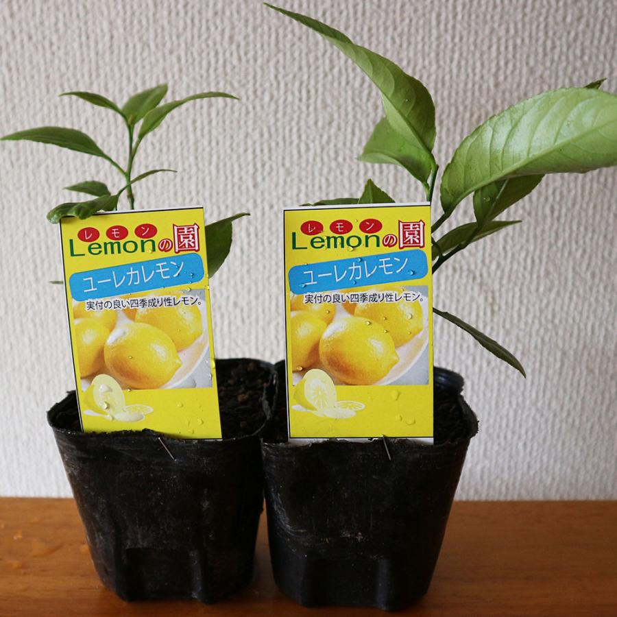ユーレカレモンの苗木【果樹苗 9cmポット挿し木苗／2個セット