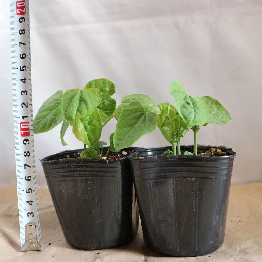 うりずん四角豆 シカクマメ 野菜苗 9cmポット実生苗 4個セット シカクマメ苗 四角豆苗 しかくまめ苗 エンドウ豆 えんどう豆 うりずん ウリズン 琉球野菜 四 1 Itanse 1029 Shopooo By Gmo 通販 Yahoo ショッピング