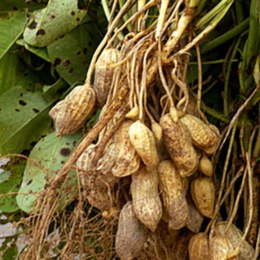 落花生の苗 ホワイトバレンシア 野菜苗 9cmポット実生苗 4個セット 落花生苗 らっかせい苗 ピーナッツ苗 ぴーなっつ豆 白いピーナッツ 白落花生 ガーデニング 1 Itanse 1035 Shopooo By Gmo 通販 Yahoo ショッピング