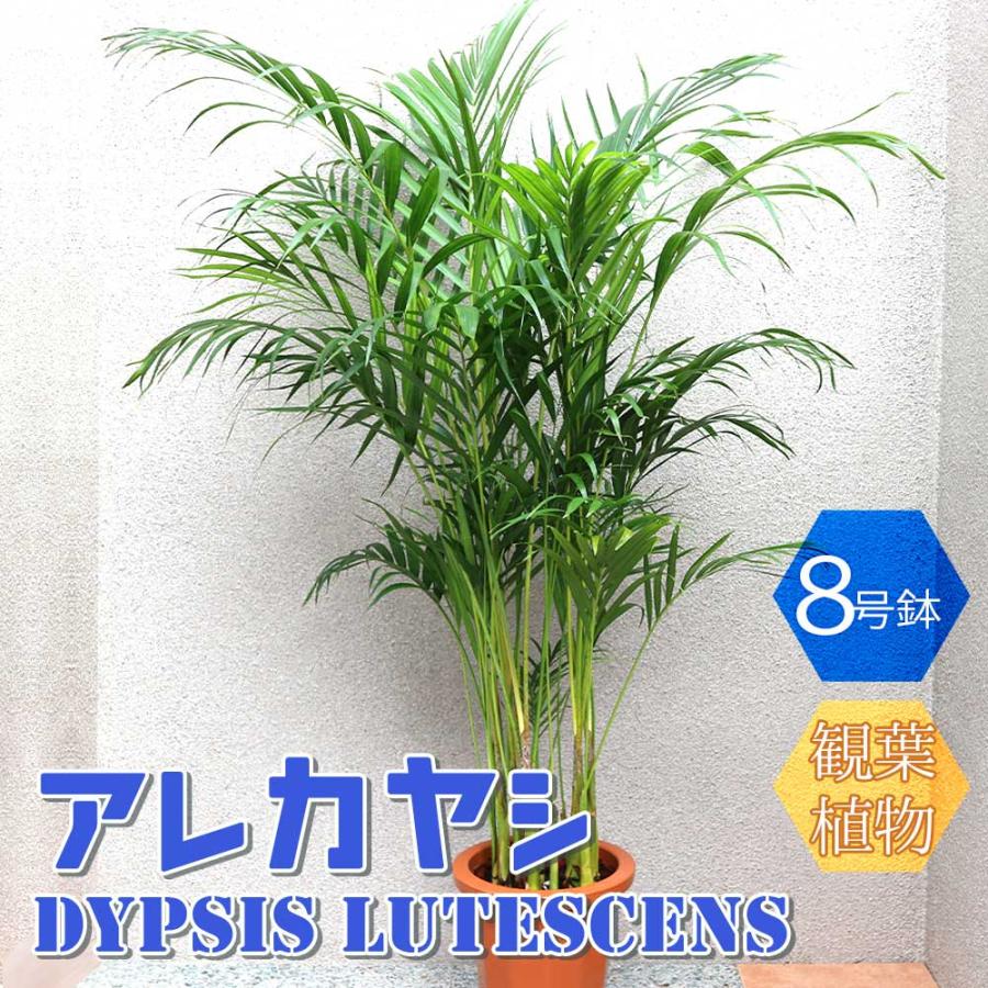安い 送料無料 アレカヤシ 大型 観葉植物 8号鉢 1個 リビング オフィス 事務所 インテリア おしゃれ ガーデニング 初心者 育てやすい 御祝 お祝い 新築祝い 引 無料長期保証 Feb Unib Ac Id
