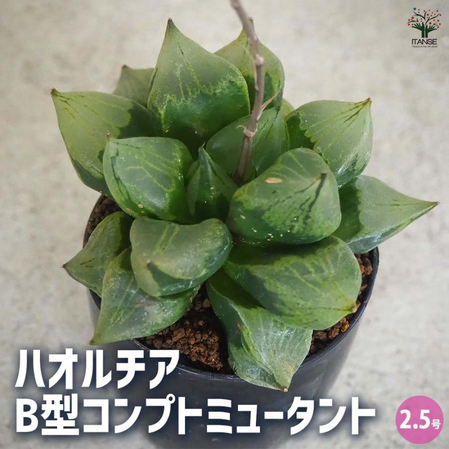 ハオルチア(赤) B型コンプトミュータント 【多肉植物 2.5号ポット／1個