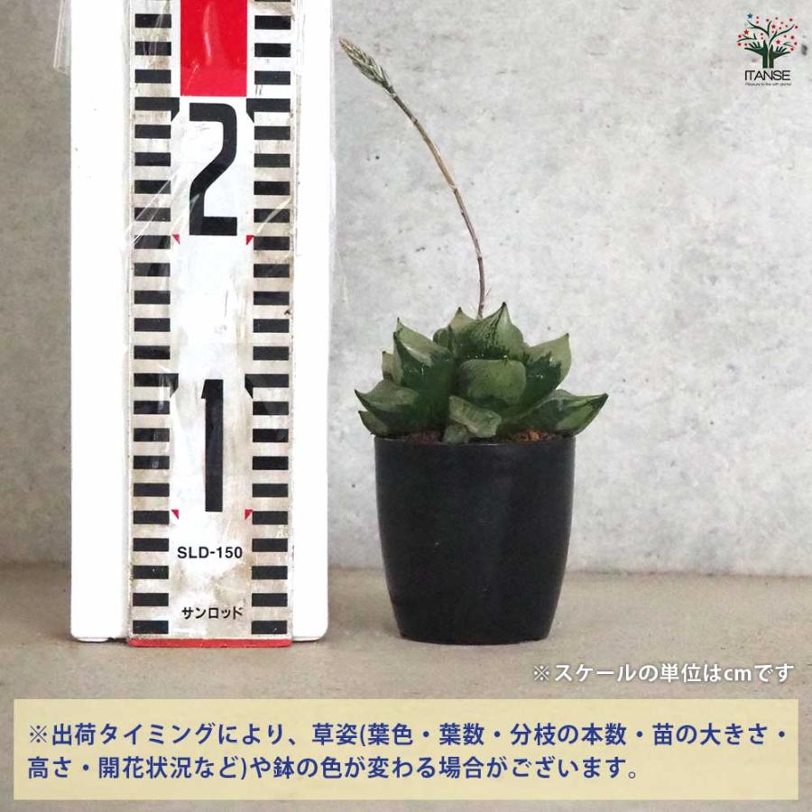 ハオルチア B型コンプトミュータント錦② ハオルチア B型コンプトミュータント錦②の通販｜www.confordev.com