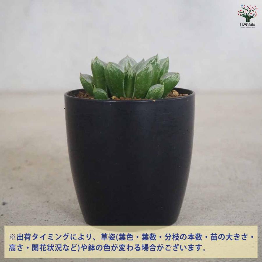 ハオルチア(青) ラブハート 【多肉植物 2.5号ポット／1個売り