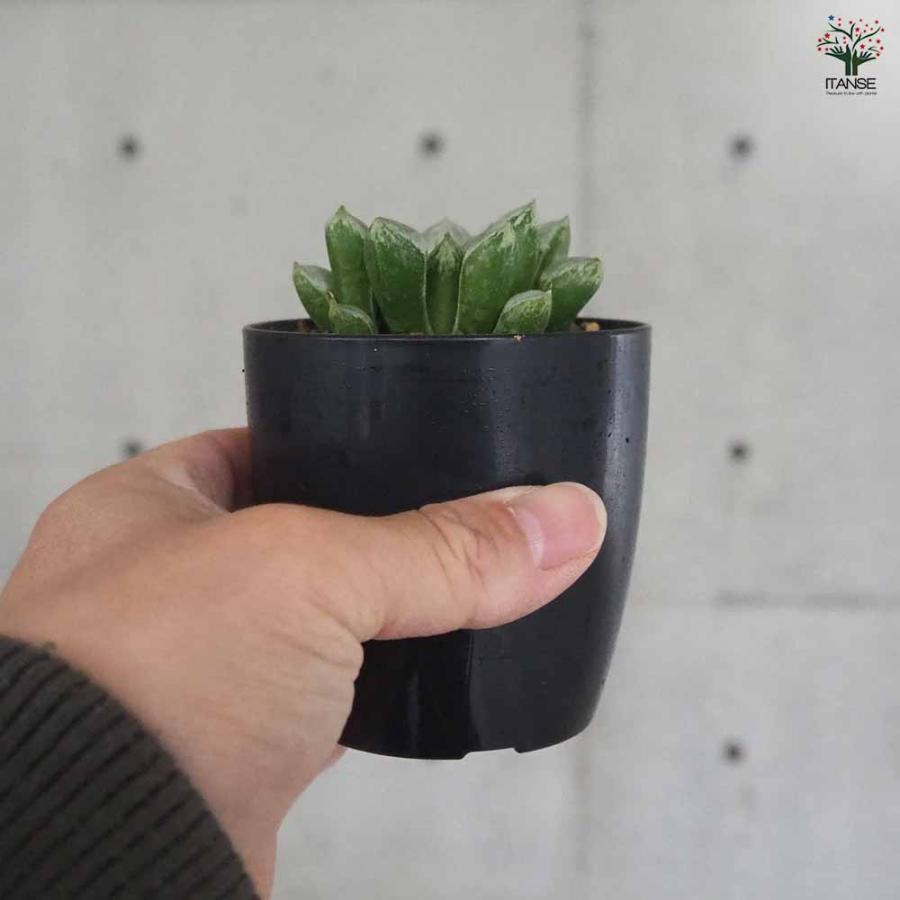 ハオルチア(青) ラブハート 【多肉植物 2.5号ポット／1個売り