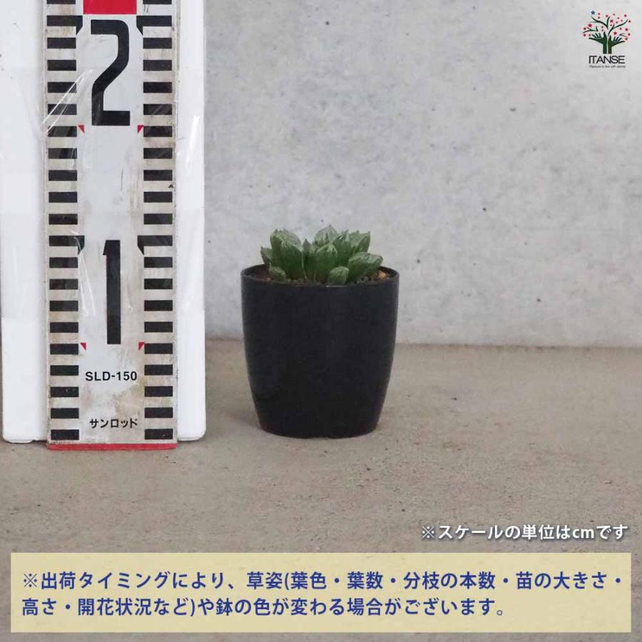ハオルチア(青) ラブハート 【多肉植物 2.5号ポット／1個売り