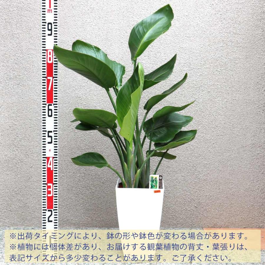 ストレリチア・オーガスタ【大型 観葉植物 8号鉢/Mサイズ1個 ストレリチア・オーガスタ【大型 観葉植物 8号鉢/Mサイズ1個