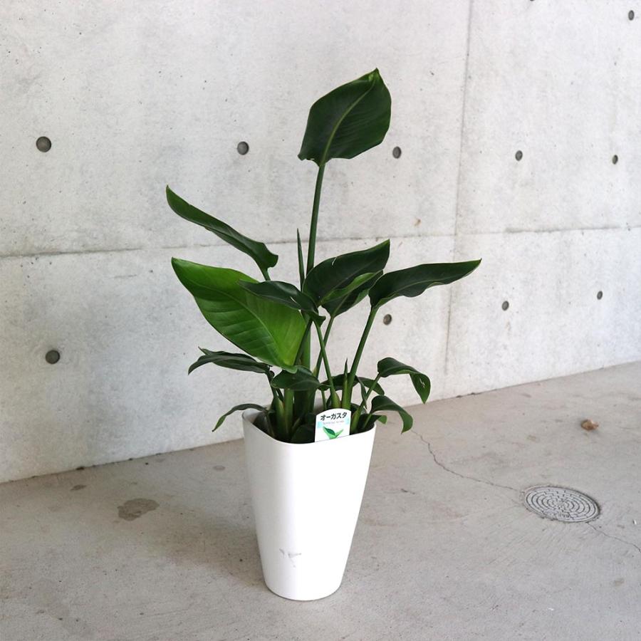 ストレリチア・オーガスタ【観葉植物 8号鉢／1個】 : shopooo by GMO