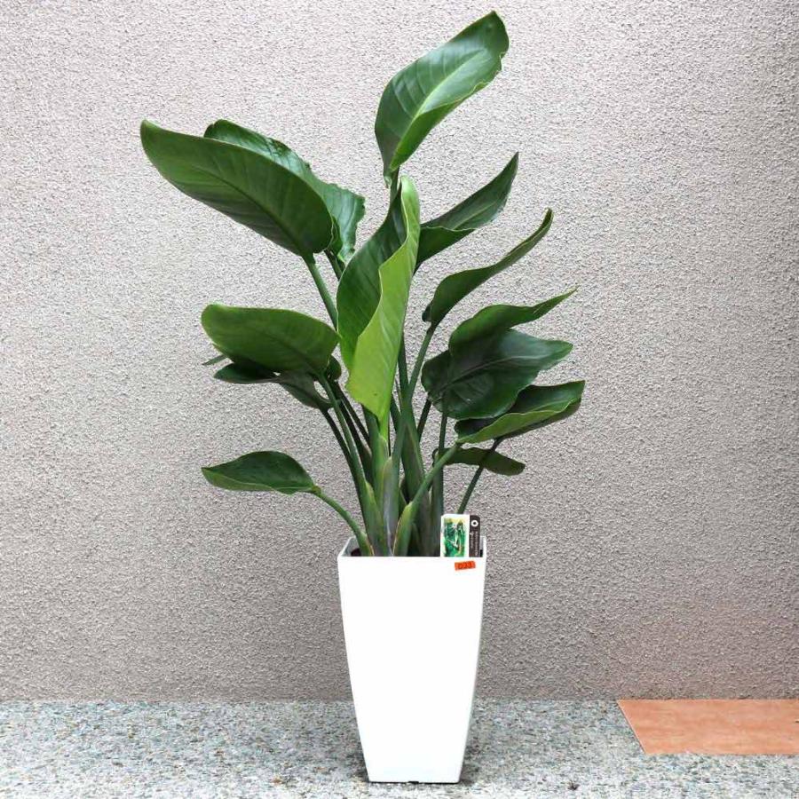 ストレリチア・オーガスタ【観葉植物 8号鉢／1個】 : shopooo by GMO