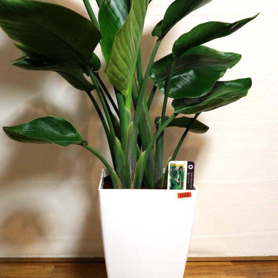 ストレリチア・オーガスタ【観葉植物 8号鉢／1個】 : shopooo by GMO
