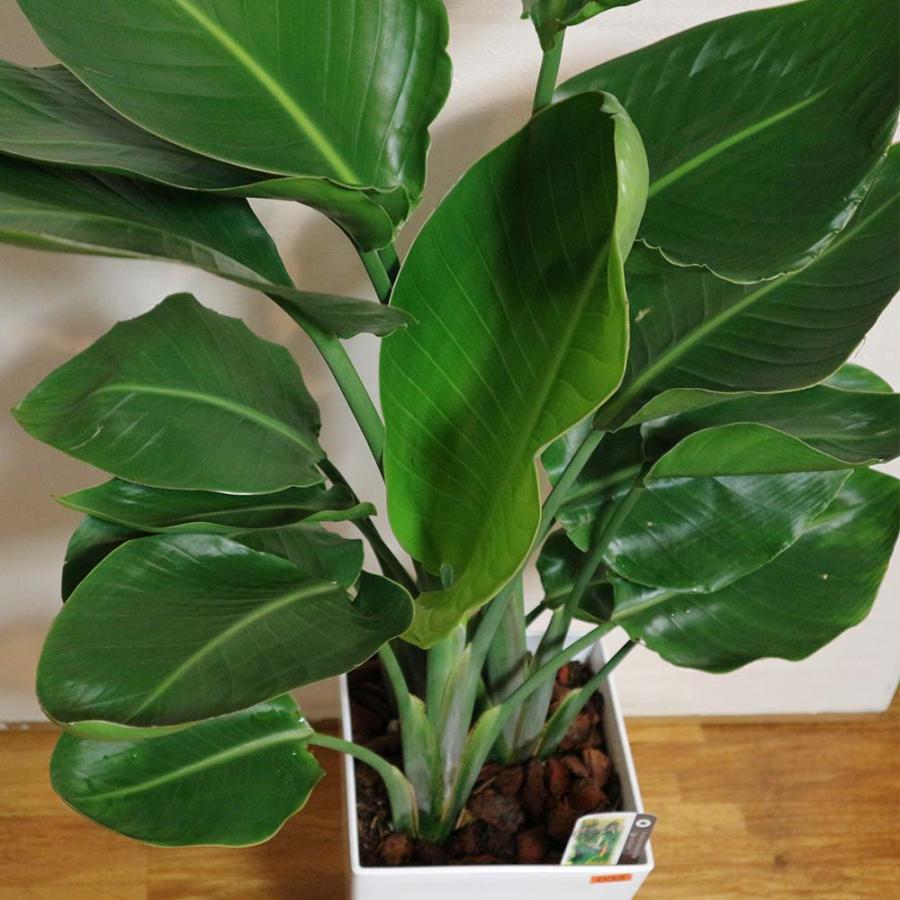 ストレリチア・オーガスタ【観葉植物 8号鉢／1個】 : shopooo by GMO