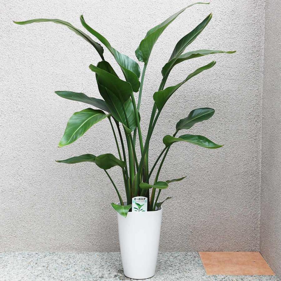 ストレリチア・オーガスタ【大型 観葉植物 8号鉢/Lサイズ1個 ストレリチア・オーガスタ【大型 観葉植物 8号鉢/Lサイズ1個