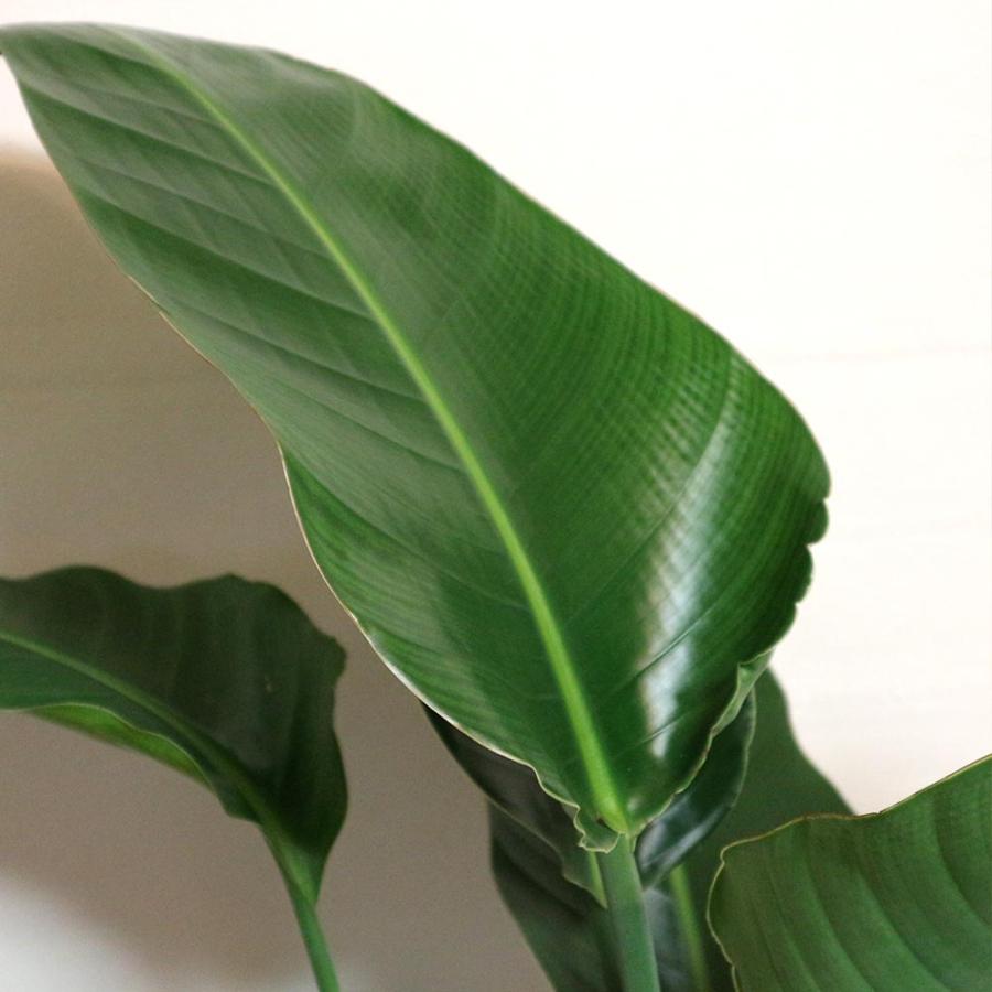 ストレリチア・オーガスタ【大型 観葉植物 8号鉢／Lサイズ1個