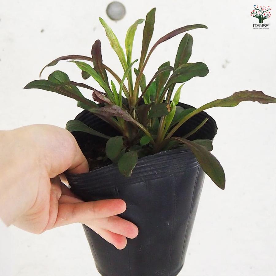 ペンステモン ダークタワー 【花木苗 4.5号ポット／1個売り