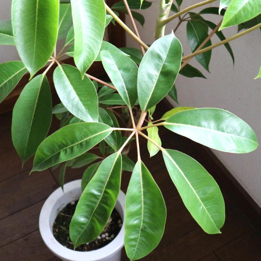 大型植物　ツピタンサス ツピタンサス【大型 観葉植物 7号鉢／1本立ち1個】 : shopooo by GMO