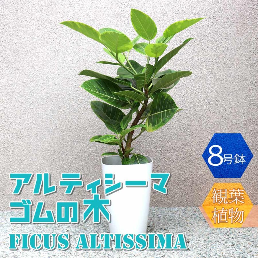 アルティシーマ 【公式通販】