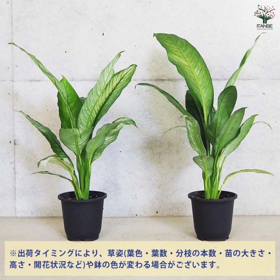 スパティフィラム センセーション 【観葉植物 5号鉢／1個売り